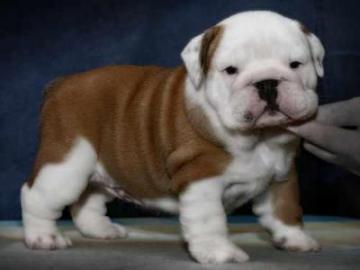 Wundersch�ne Englisch Bulldog Welpen