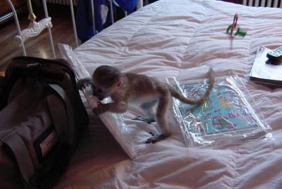 Baby wei�er Gesichtsaffe