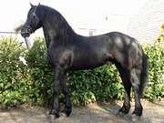 Friesen pferde f�r