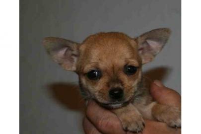 3 s��e chihuahua M�dchen zu vergeben