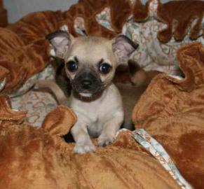 3 s��e chihuahua M�dchen zu vergeben