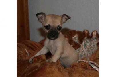 3 s��e chihuahua M�dchen zu vergeben