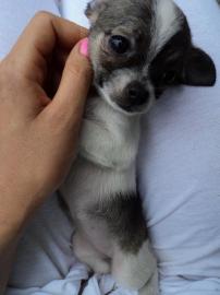chihuahua
