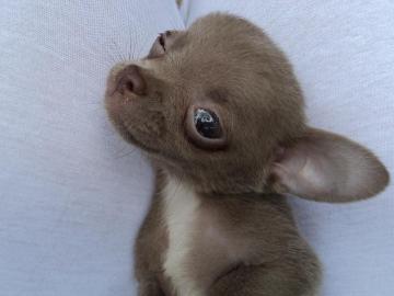 chihuahua