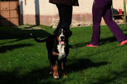 Grosser Schweizer Sennenhund FCI Welpe