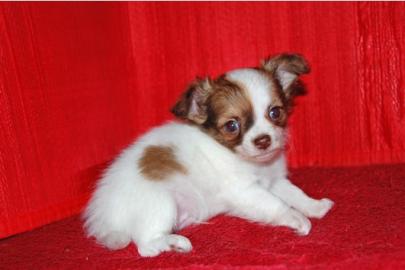 Mini Chihuahua welpen 150 euros