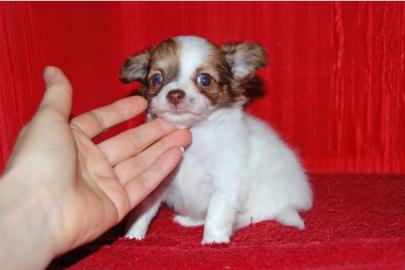 Mini Chihuahua welpen 150 euros
