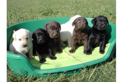 labradorwelpen