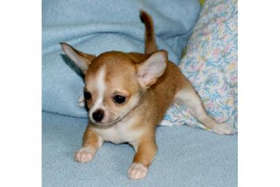 Wundersch�nes Chihuahua M�dchen(Welpe)