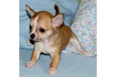 Wundersch�nes Chihuahua M�dchen(Welpe)