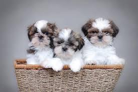 Shih Tzu Welpen