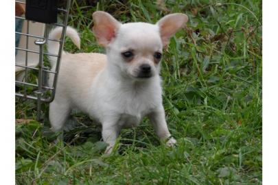 Typvolle Chihuahuawelpen suchen noch ein