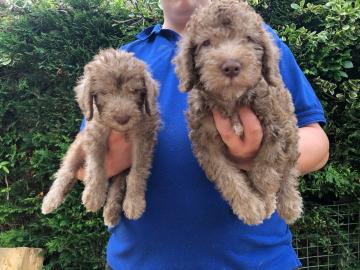 Bedlington Welpen !!!