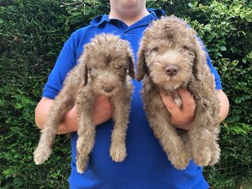 Bedlington Welpen !!!