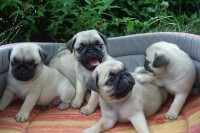Typvolle Mopswelpen in beige und schwarz