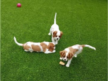 Wir haben s��e kleine cavalier king Char