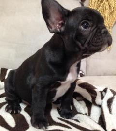 Franz�sisch bogledogue sch�ne Welpen