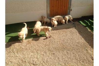 Wundersch�ne Golden Retriever Welpen