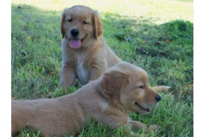 Wundersch�ne Golden Retriever Welpen