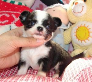 ****ChihuahuaWelpe (180euro)