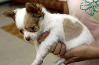 Mini Chihuahuawelpen mit Papieren abgab