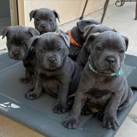 Am-Staff/Pit-Bull- WHATSAPP: 00436811084