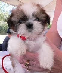 Shih Tzu Welpen (m/w) 15 Wochen alt