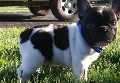 Franz�sische Bulldoggen Welpen