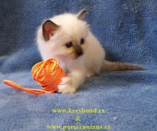 Heilige Birma K�tzchen mit Stammbaum