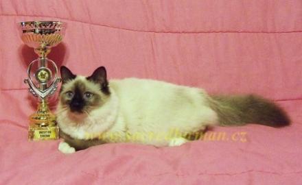 Heilige Birma K�tzchen mit Stammbaum