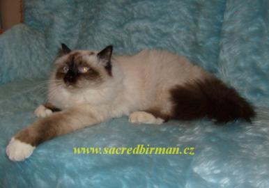 Heilige Birma K�tzchen mit Stammbaum