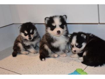 Reinrassige Pomsky Welpen