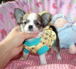 Tempramentvolle Chihuahua Welpen 165EUR