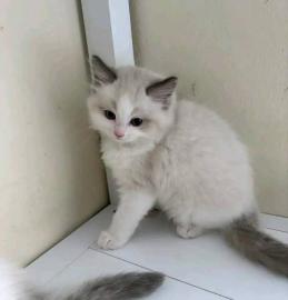Ragdoll-Katzen zur Adoption