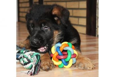 Deutsch Shepherd Welpen