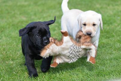 Entz?ckende Labrador-Welpen WhatsApp Num