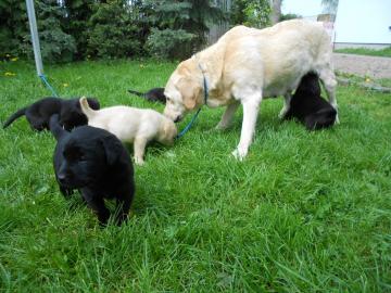 Zuckers��e Labrador Welpen