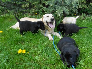 Zuckers��e Labrador Welpen