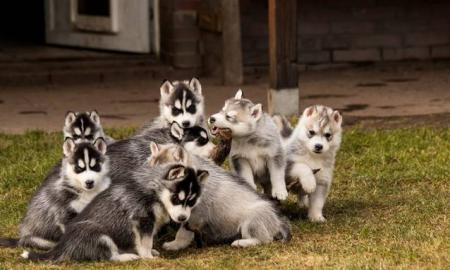 Pomsky Welpen
