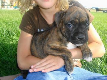 Wir haben Boxer Welpen mit BK/VDH Papier