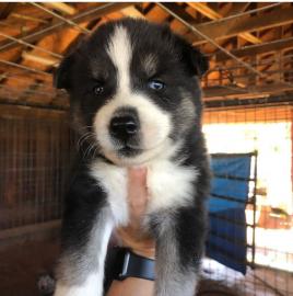 Siberian husky Welpen