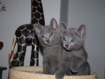 Russisch blau Kitten 12 Wochen alt
