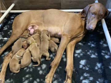 Kurzhaariger Ungarischer Vorstehhund