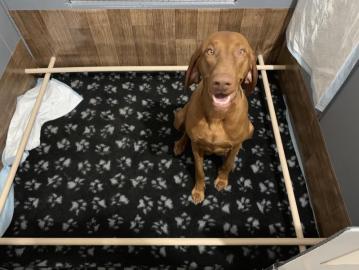 Kurzhaariger Ungarischer Vorstehhund