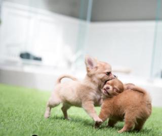 CHIHUAHUA-MINI WELPEN MIT PAPIEREN
