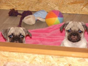 S��e Wundersch�ne Mops Welpen