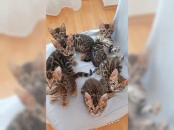 Sch?nes, reinrassiges Ben-gal Kittens