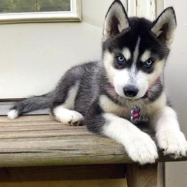 Ausgezeichnete Siberian Husky-Welpen