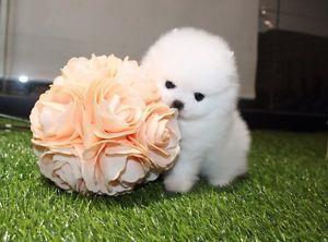 Zwergspitz /Pomeranian mit Stammbaum