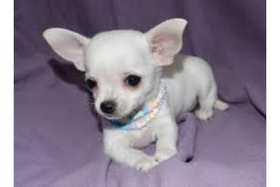 Reinrassiger sehr h�bscher Chihuahua